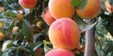 Kako posaditi kajsiju: ​​6 popularnih načina